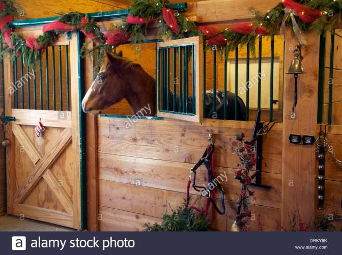 appaloosa-horse-in-a-stall-at-christmas-time-DRKY9K